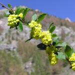 Festa dei Fiori a Pragelato