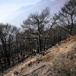 La Regione sospende la caccia