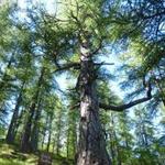 La selva di Chambons sulla Beidana