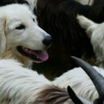 Un gruppo di tecnici per valutare i cani da guardania Life Wolfalps