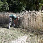 Parchi da gustare - Prodotti & produttori: Grano tenero gentil rosso