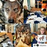 NewScuola: La lince e altre storie