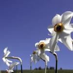 Festa dei Fiori a Pragelato