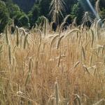 Ambientare: convegno a Salbertrand