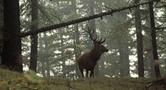 Fotoimparando nel parco il bramito dei cervi
