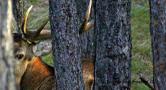 Sabato 5 ottobre il bramito del cervo a Usseaux