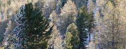 I Parchi Alpi Cozie ospiti al festival Foreste di Bergamo