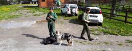 Cani antiveleno a Sauze d'Oulx