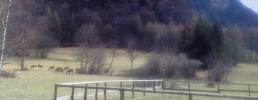 Non esiste il pericolo "LUPO" in Valle di Susa