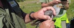 Val Troncea: inanellata la 48esima specie di avifauna