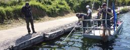 La pesca scientifica al pesce siluro nel mese di maggio