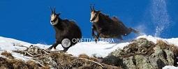 Obiettivo Terra 2019: al 2° posto l'inseguimento di due camosci sulle rocce innevate del Parco naturale Orsiera Rocciavrè