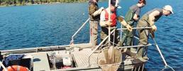 Progetto Life Predator: Una sessione fruttuosa di pesca scientifica al pesce siluro