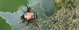 Popillia japonica al Lago Piccolo di Avigliana: situazione, rischi e misure di contenimento