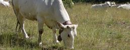 Erbe velenose per il bestiame: un progetto per riconoscerle