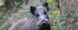 Due filiere virtuose per gestire la carne ricavata dal contenimento dei cinghiali