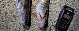 Progetto Life Predator Riprende la pesca dilettantistica al pesce siluro