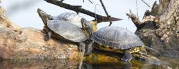 Uno studio sulle zoonosi delle tartarughe acquatiche