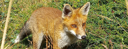 Dare da mangiare agli animali selvatici è una pessima e dannosa abitudine, parola di guardiaparco!
