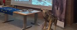 A Scuola col Lupo: corso per insegnanti. Terza edizione