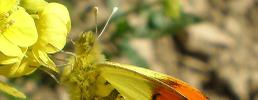 Un nuovo articolo scientifico di Luca Anselmo su Anthocharis euphenoides