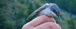 Una proficua collaborazione fra l'Ente di gestione delle Aree protette delle Alpi Cozie e l'Université de Savoie Mont Blanc