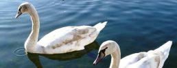 Notizie sui cigni dei Laghi di Avigliana