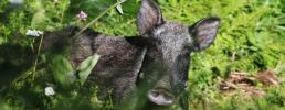 Conoscenza e gestione del cinghiale