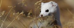 Nuovi equilibri tra predatori e prede in una ricerca