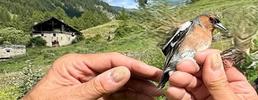 Pascolo e biodiversità negli ambienti alpini: progetto di ricerca
