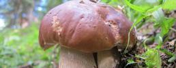 Raccolta funghi 2018