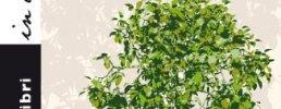 Il tempo è un albero che cresce