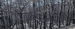 la Regione Piemonte ha decretato la chiusura dello stato di massima pericolosità degli incendi boschivi