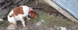 Luna: il cane antiveleno dei Parchi Alpi Cozie