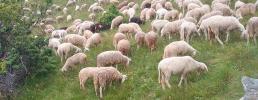 Al pascolo per conservare le Oasi Xerotermiche: un progetto per la tutela della biodiversità