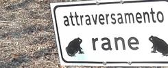 Attenti al rospo!