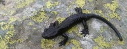 È stata pubblicata in questi giorni sulla rivista scientifica internazionale Herpetological Journal: un futuro "nero" per la Salamandra di Lanza