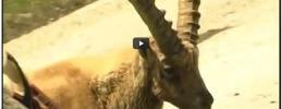 L'incontro con gli stambecchi: nuovo video su you-tube