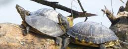 Animali esotici e legislazione