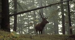 Escursioni per ascoltare il bramito del cervo