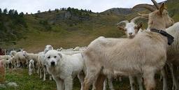Collaborazione fra ASLTO3 e Aree Protette Alpi Cozie