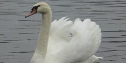 Non diamo da mangiare agli animali selvatici!