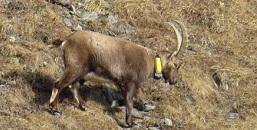 Sinergia tra Enti nel progetto LeMed Ibex: il caso "Dirupo"