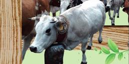 Sabato 5 e domenica 6 ottobre a Oulx: Giornata delle Minoranze linguistiche e Fiera Franca