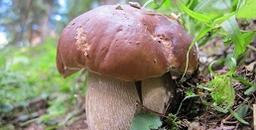 Raccolta Funghi 2019