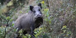 Peste Suina Africana, cos'è e come evitarne la diffusione