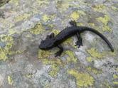 Salamandra di Lanza