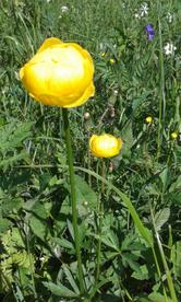 Narciso dal profumo inebriante