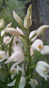 Orchidee: aiuto reciproco e inganno!