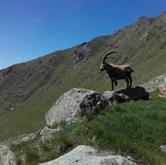 Sabato 11 agosto - Pragelato escursione "Alla ricerca degli stambecchi"